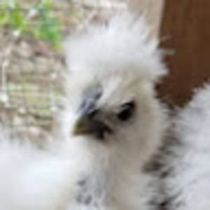 Meet your Posher, Clara